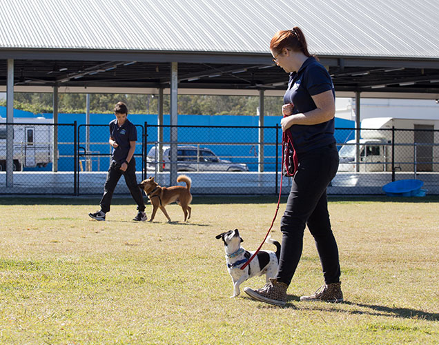RSPCA School for Dogs classes